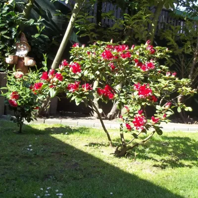 Bild: Papst emeritus Benedikt XVI. und Missbrauch in der Kirche