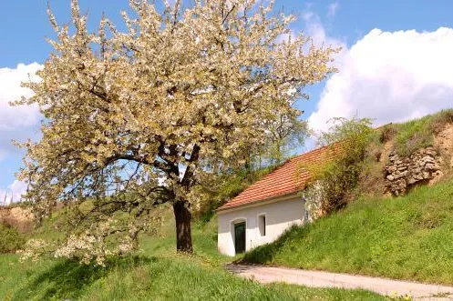 Bild: Grüner Veltlliner und Riesling - Die "Traditionsweingüter Österreich"