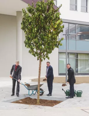 Bild: Ein Kirschbaum für die Pfandbriefbank