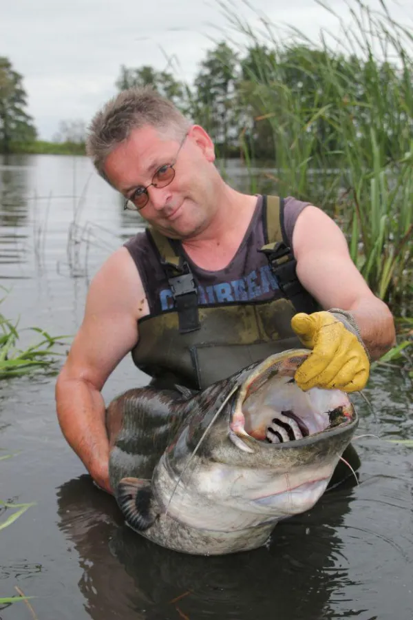 Angelurlaub Deutschland - Bei den geführte Angeltouren im Havelland fängt man regelmäßig große Welse