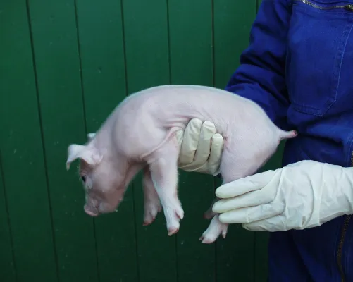 Bild: Agrar- und Veterinär-Akademie (AVA) für Tierschutz und Tierwohl unserer Nutztiere aktiv!