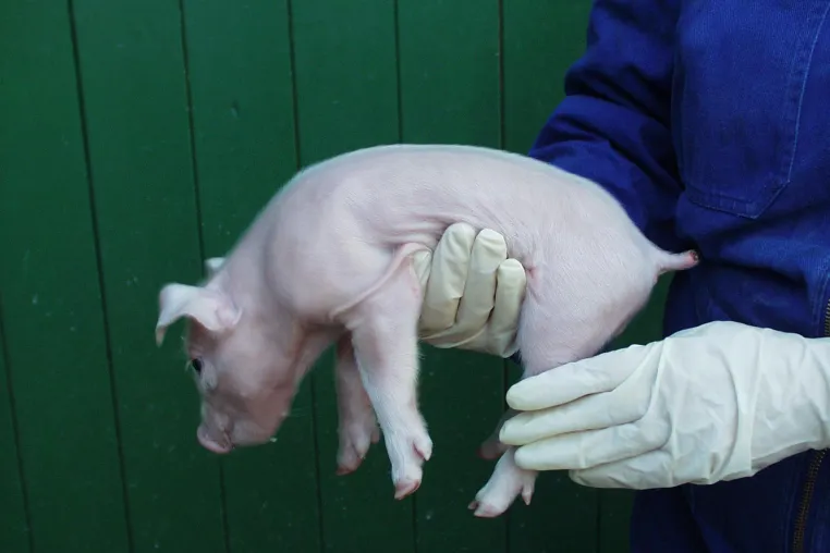 Bild: Agrar- und Veterinär-Akademie (AVA) für Tierschutz und Tierwohl unserer Nutztiere aktiv!