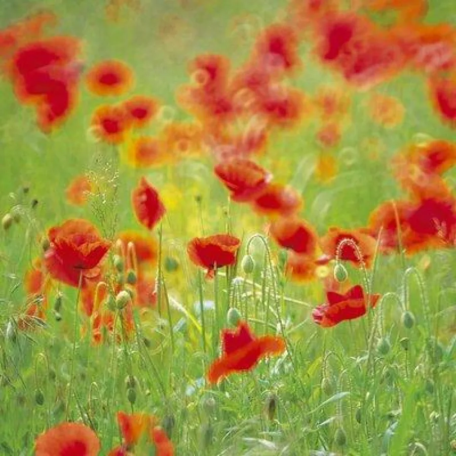 Mohn Bild