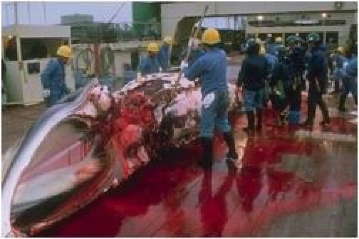 Japanische Walfänger