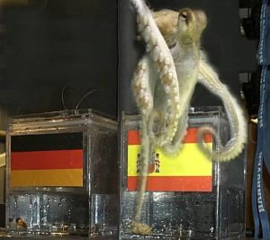Bild: http://upload.wikimedia.org/wikipedia/commons/f/f0/Paul_the_Octopus_1.jpg Lizenz:http://creativecommons.org/licenses/by-sa/3.0/deed.en Autor:WM-Behälter_des_Oktopus-Orakels_Paul.JPG:Oktopus-Orak