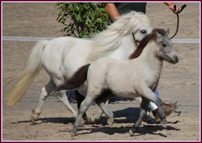 Grey Lilly vom Eifelgoldhof ist bestes Mini Stutfohlen beim Fohlenchampionat Bild: Grey Lilly vom Eifelgoldhof ist bestes Mini Stutfohlen beim Fohlenchampionat