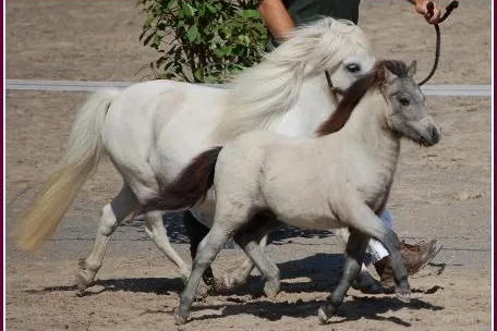 Bild: Grey Lilly vom Eifelgoldhof ist bestes Mini Stutfohlen beim Fohlenchampionat