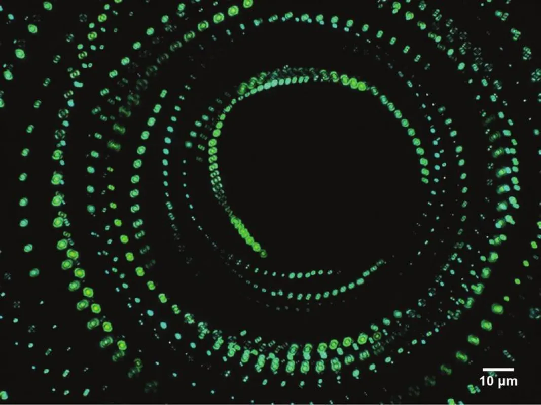 Die Wissenschaftler ließen das Motorprotein Kugeln aus Flüssigkristall mit dem Durchmesser von einem Mikrometer transportieren, welche als Rotationssonden dienten (1 Mikrometer=1000 Nanometer). In A (
