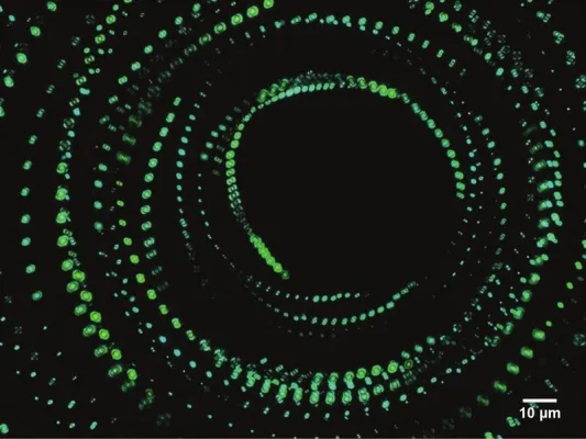 Bild: Das Motorprotein tanzt in unseren Zellen