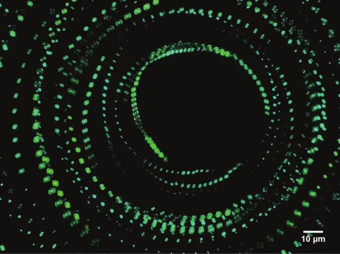 Bild: Das Motorprotein tanzt in unseren Zellen
