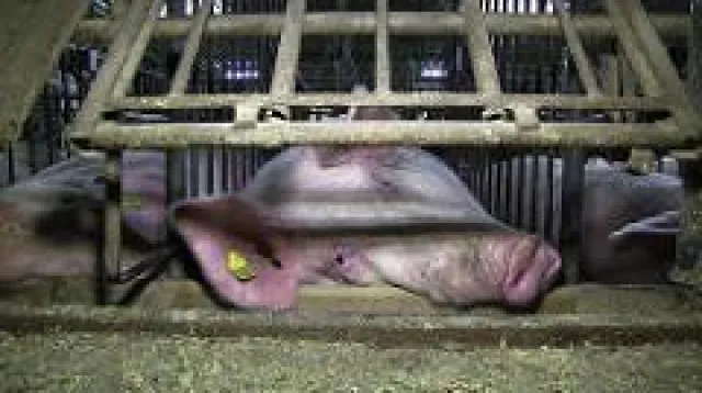 Tierschutz-Verbandsklage muss erhalten bleiben – CDU-Gesetzentwurf stellt Fakten falsch dar Bild: Tierschutz-Verbandsklage muss erhalten bleiben – CDU-Gesetzentwurf stellt Fakten falsch dar