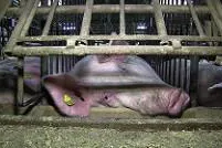 Bild: Tierschutz-Verbandsklage muss erhalten bleiben – CDU-Gesetzentwurf stellt Fakten falsch dar