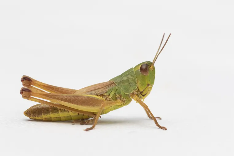 Bild: Studie zur Reproduzierbarkeit von Verhaltensexperimenten mit Insekten erschienen