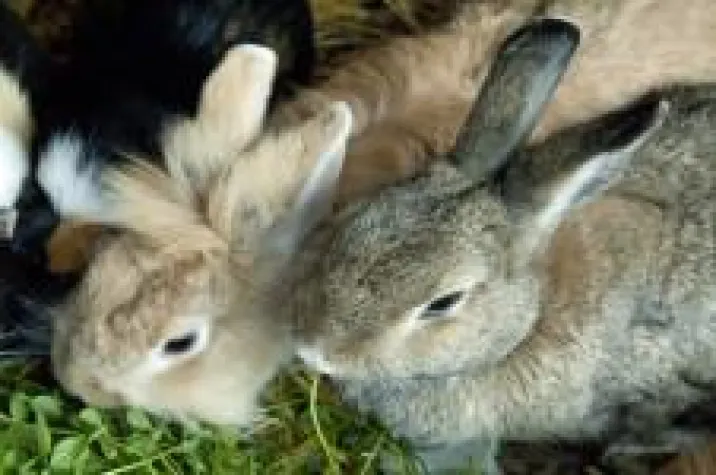 Bild: 10 Kostenfallen bei Haustieren