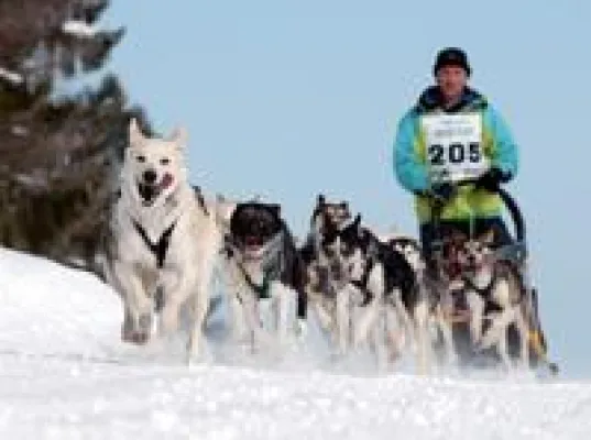 Bild: Internationales Schlittenhunderennen in Bernau 2012: 4./5. Februar im Schwarzwald