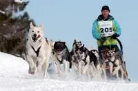 Internationales Schlittenhunderennen in Bernau 2012: 4./5. Februar im Schwarzwald Bild: Internationales Schlittenhunderennen in Bernau 2012: 4./5. Februar im Schwarzwald