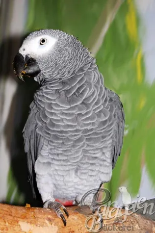 Bild: Papageien Bäckerei zieht um – Kekse brauchen Platz