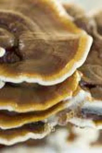 Bild: Für eine schöne Sommerwohlfühlhaut: Eine regelmäßige Heilpilzkur hat sich bei Hautproblemen bewährt