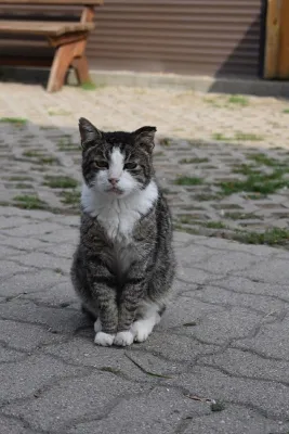 Bild: Warum gibt es eigentlich so viele Tierheime und Tierauffangstationen in Deutschland?