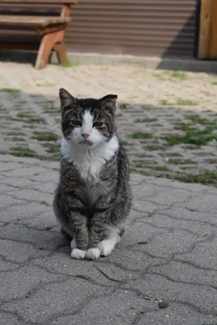 Bild: Warum gibt es eigentlich so viele Tierheime und Tierauffangstationen in Deutschland?