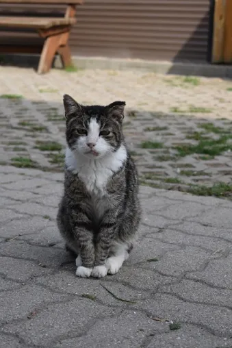 Warum gibt es eigentlich so viele Tierheime und Tierauffangstationen in Deutschland? Bild: Warum gibt es eigentlich so viele Tierheime und Tierauffangstationen in Deutschland?
