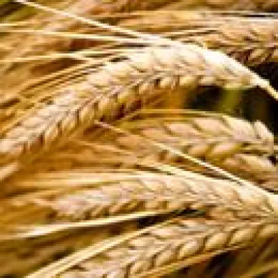 Bild: Handel mit Agrarrohstoffen