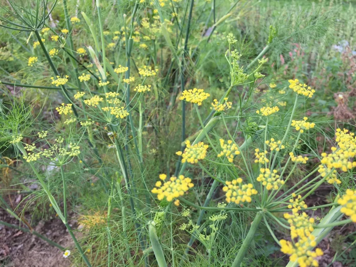 Mit dem Fenchel süß schläft man besser, verdaut besser und fühlt sich wohler. Credits: aromainfo.at