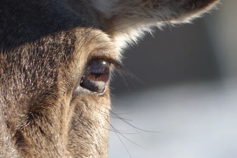 Wildtier-Forscherin erklärt: Wie verhalten sich Wildtiere bei einer Sonnenfinsternis? Bild: Wildtier-Forscherin erklärt: Wie verhalten sich Wildtiere bei einer Sonnenfinsternis?
