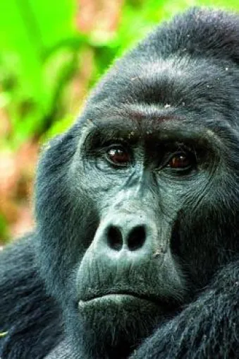 Bild: Gorillas und mehr: mondberge.com erscheint in neuem Gewand
