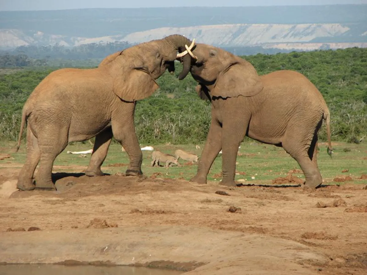 Safari Namibia und Botswana