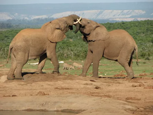 Auf Safari ins wilde Botswana und nach Namibia Bild: Auf Safari ins wilde Botswana und nach Namibia