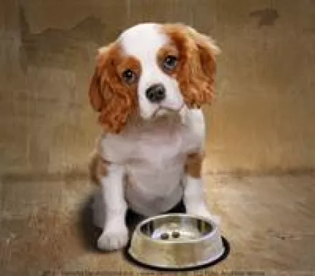 Bundesverband Deutsche Tafel e. V. verklagt Tiertafel Deutschland e. V. Bild: Bundesverband Deutsche Tafel e. V. verklagt Tiertafel Deutschland e. V.