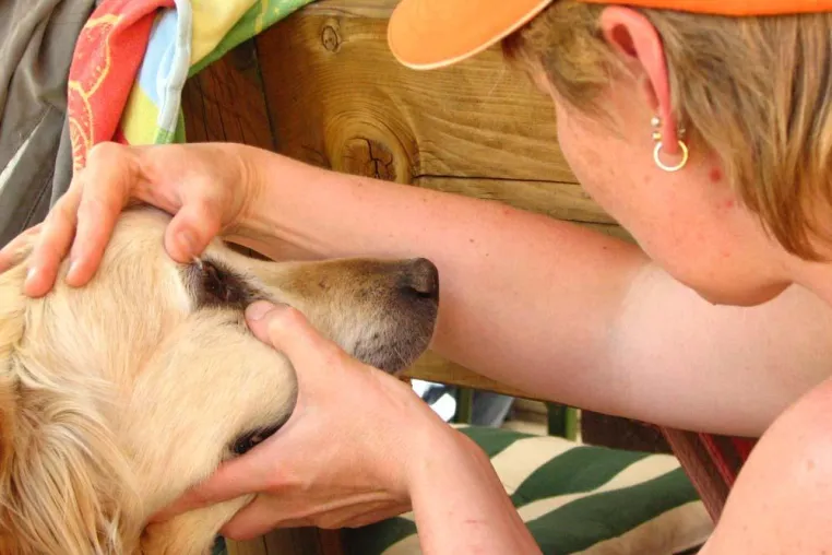 Neue Studiengänge für Tierberufe starten im September und Oktober Bild: Neue Studiengänge für Tierberufe starten im September und Oktober