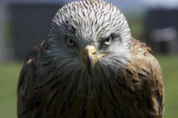 Bild: Greifvogelfotografie hautnah