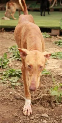 Bild: In den Ferien Gutes tun: So können Urlauber Tieren helfen. ETN gibt Tipps zum richtigen Umgang mit Streunern