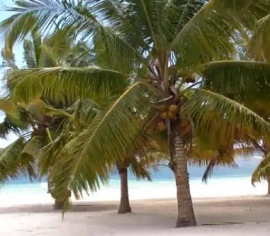 Bild: Mit einem Klick ins Paradies