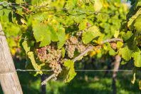 Bild: 7 Schritte der Weinherstellung - von der Traube in die Flasche