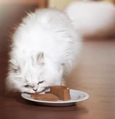 Bild: Der GOURMET-Expertentipp: Katzen königlich verwöhnen