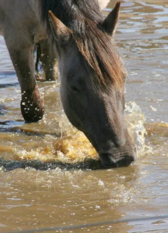 Bild: Tiermedizin - Homöopathie für Pferde