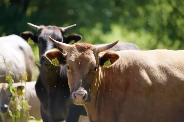 Bild: Traditionsreiche Metzgerei Gränitz bietet exklusive Wagyu-Spezialität in Chemnitz