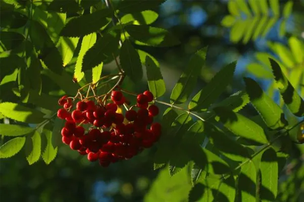 Bild: Hainbuche, Schlehe, Kornelkirsche & Co