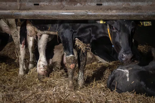 Bild: Geschlagen, getreten, misshandelt: Versteckte Kameras dokumentieren Tierquälerei in Milchbetrieb Brüssow