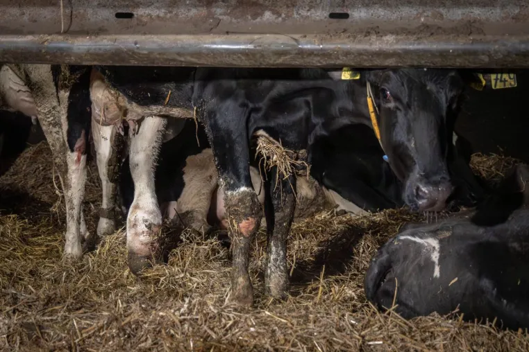 Bild: Geschlagen, getreten, misshandelt: Versteckte Kameras dokumentieren Tierquälerei in Milchbetrieb Brüssow