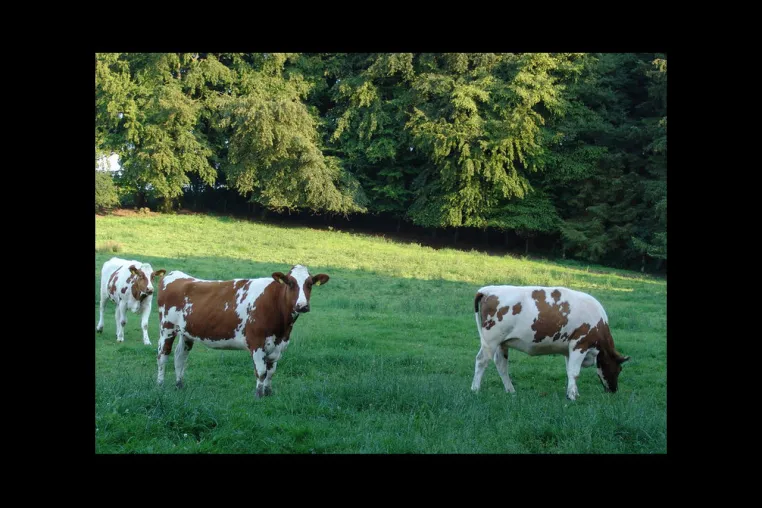 Bild: AVA-Seminar: Moderne Milchkuhfütterung als Grundlage der Tiergesundheit