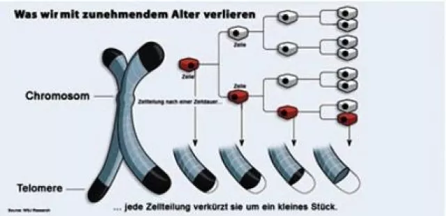 Bild: Forschung in der Zellverjüngung