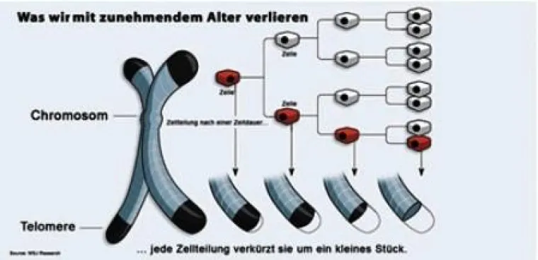 Forschung in der Zellverjüngung Bild: Forschung in der Zellverjüngung