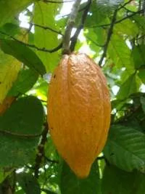 Bild: Hohe Nachfrage nach CacaoInvest führt zu Ausverkauf der ersten Charge bei ForestFinance