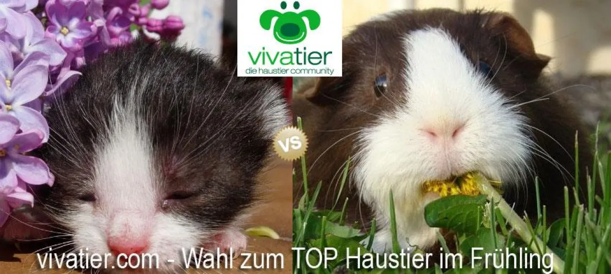 vivatier.com - Wahl zum Top Haustier im Frühling