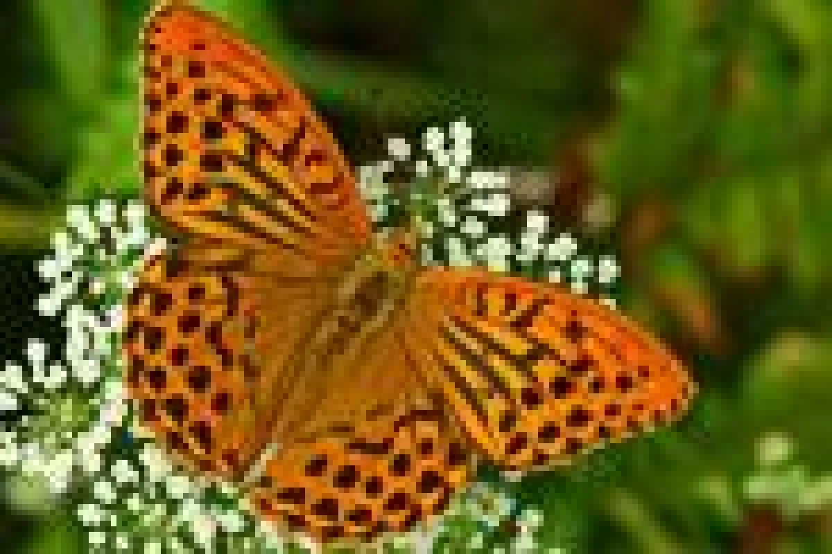 Exkursion Makro-Fotografie - FOTOCAMPUS Claus Brandt