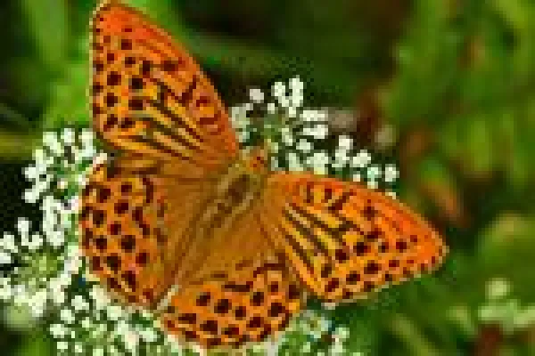 Exkursion Makro-Fotografie: Apollofalter & Co nahe der Mosel Bild: Exkursion Makro-Fotografie: Apollofalter & Co nahe der Mosel